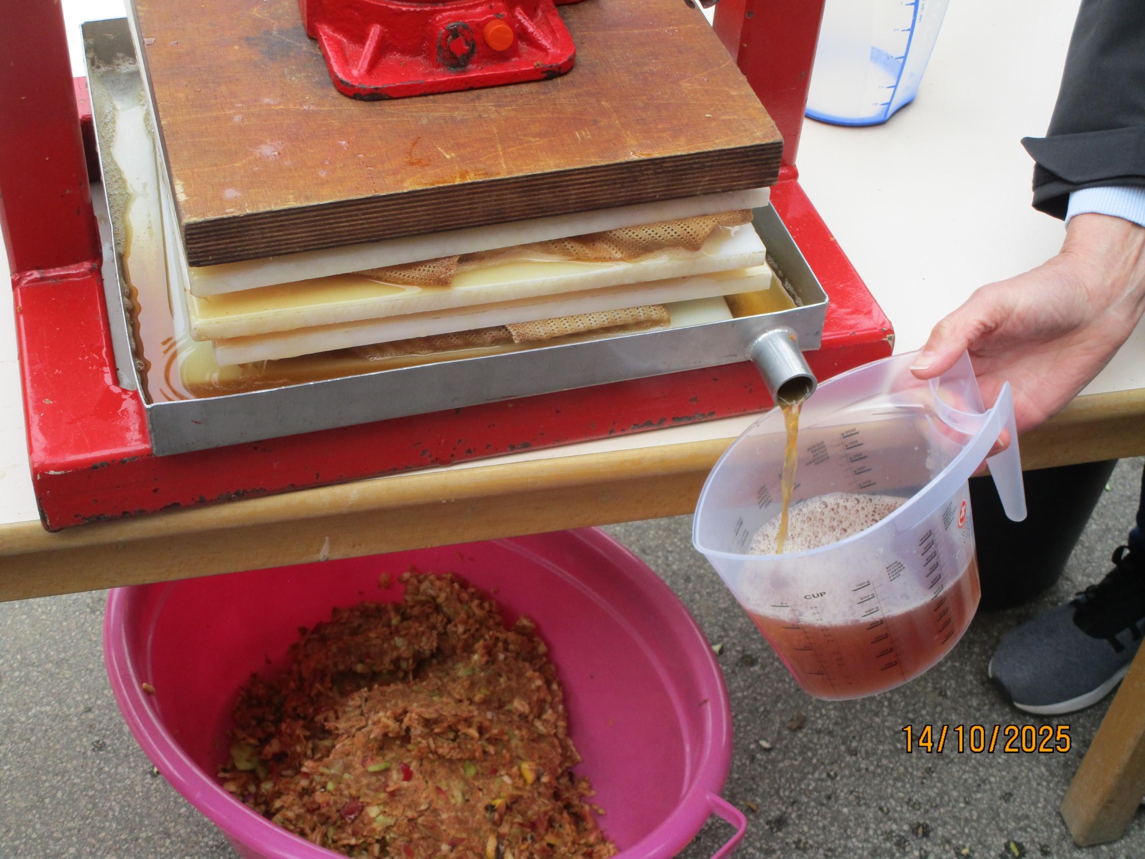 aus den gepressten Apfelschnipseln wird der Apfelsaft gepresst