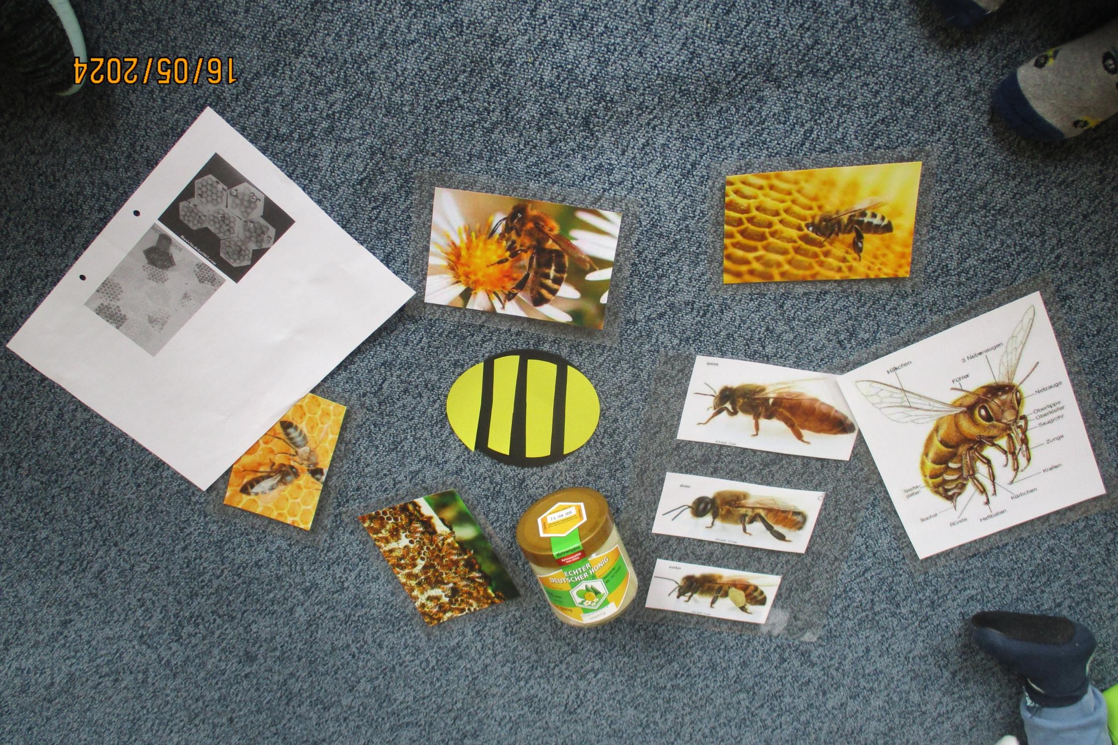 Bienen-Projekt in der Krippe